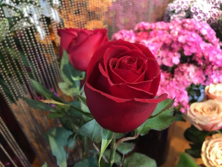 Sevgililer Günü’nde 3 milyon gül satılması bekleniyor