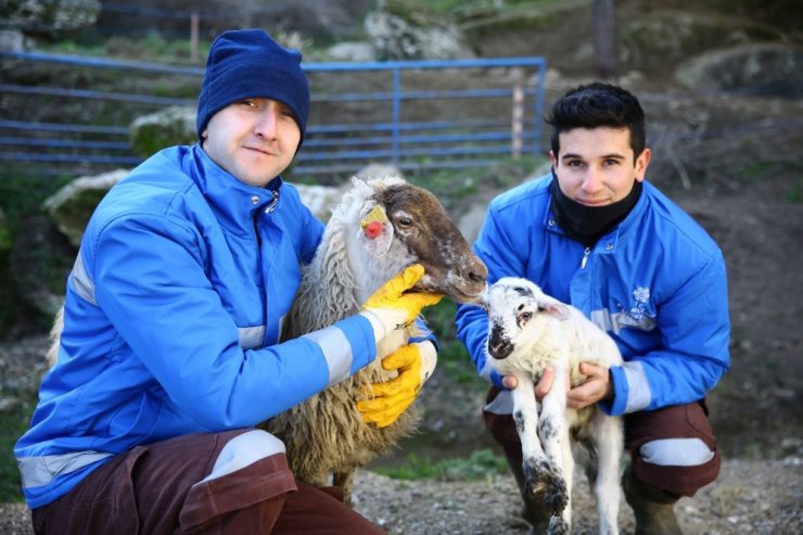Çine çaparlarının ilk kuzusuna ‘Umut’ ismi verildi