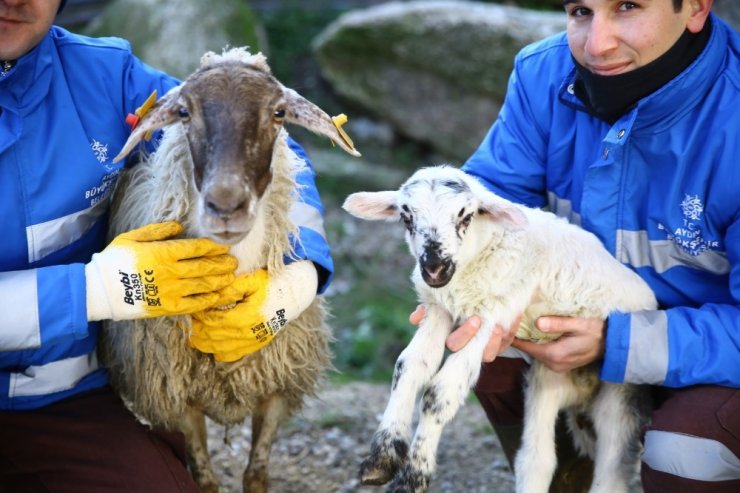 Çine çaparlarının ilk kuzusuna ‘Umut’ ismi verildi