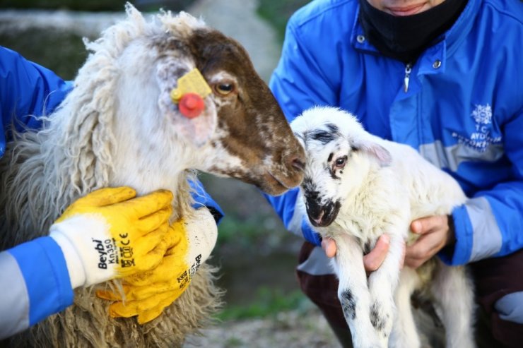 Çine çaparlarının ilk kuzusuna ‘Umut’ ismi verildi