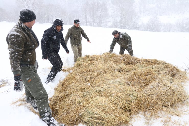 Bolu Dağı'na yılkı atları için yem bırakıldı