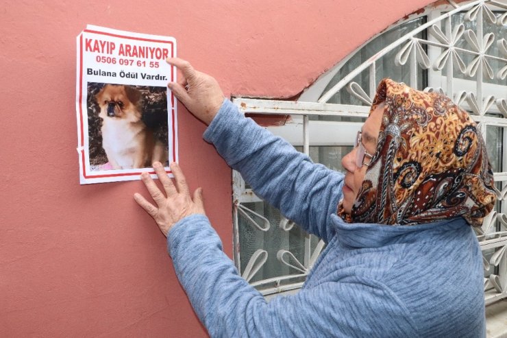 Kayıp köpeğini bulana ödül verecek