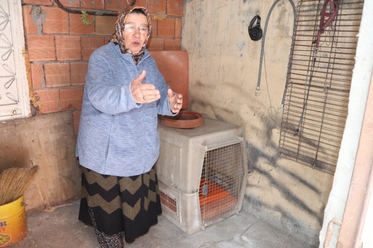 Kayıp köpeğini bulana ödül verecek