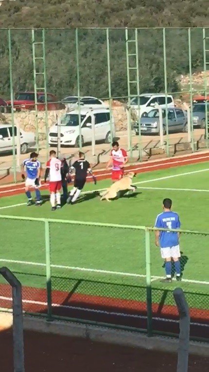 Maç sırasında sahaya giren köpek çıkmak istemeyince devreye futbolcular girdi