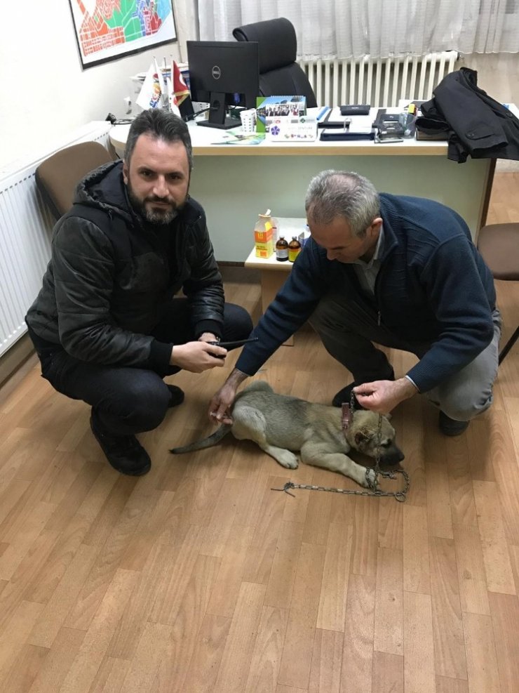 Kulağı kesilen köpek için polis ekipleri seferber oldu