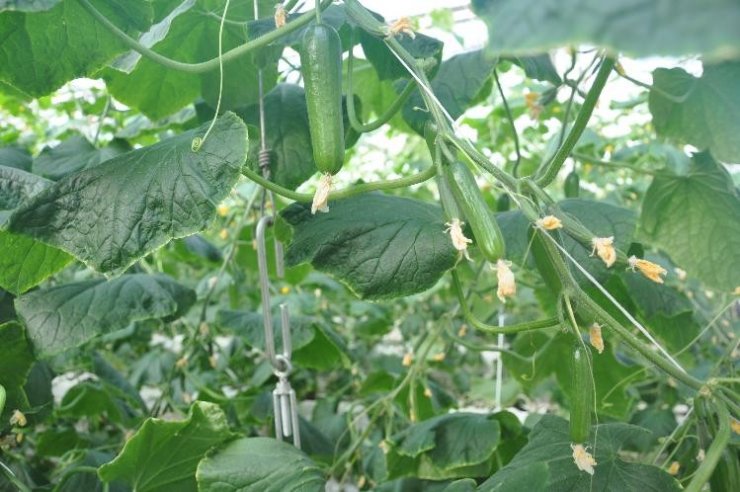 Teknolojik termal seralarda salatalık üretimi