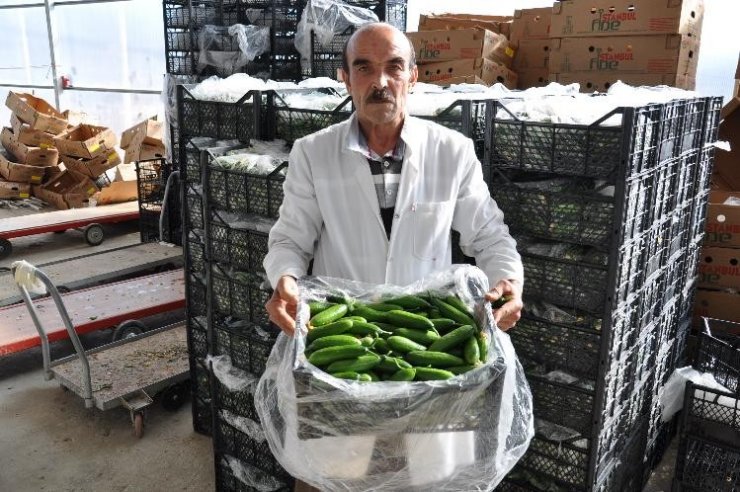 Teknolojik termal seralarda salatalık üretimi