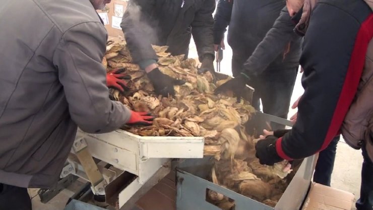 Sındırgı’da tütün alımları devam ediyor