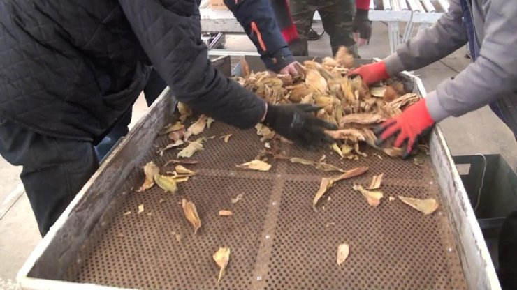 Sındırgı’da tütün alımları devam ediyor