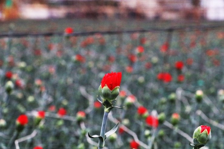 Kesme çiçek üreticilerine Sevgililer Günü dopingi
