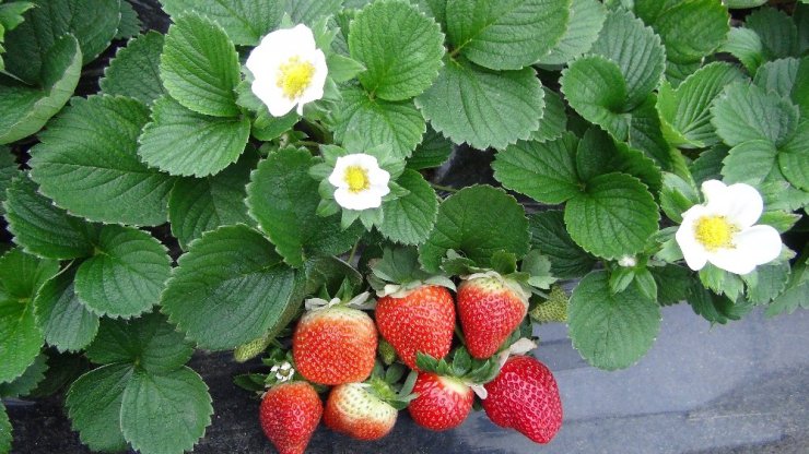 Silifke’de kış ortasında çilek hasadı