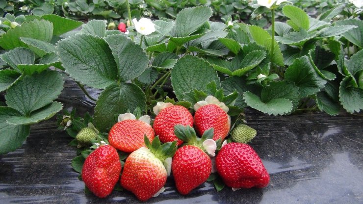 Silifke’de kış ortasında çilek hasadı