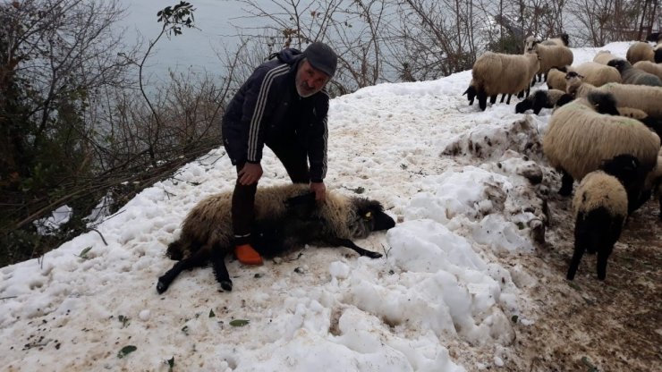 Giresun’da aç kalan yaban hayvanları koyun sürüsüne saldırdı
