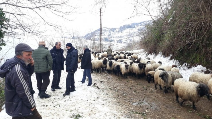 Giresun’da aç kalan yaban hayvanları koyun sürüsüne saldırdı