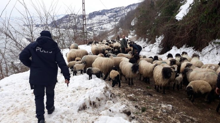 Giresun’da aç kalan yaban hayvanları koyun sürüsüne saldırdı