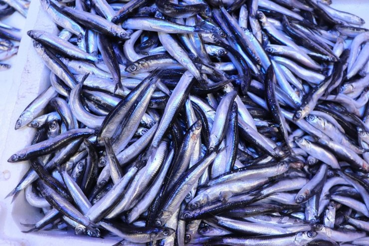 Hamsinin kulağına kar suyu kaçtı