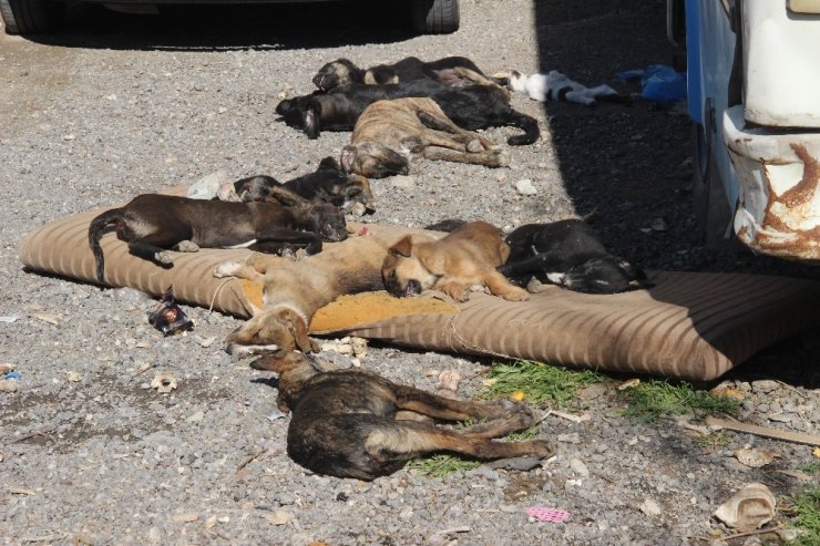 Bornova’da 9 köpek ve 2 kedi yavrusu zehirlenerek öldürüldü