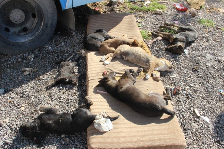 Bornova’da 9 köpek ve 2 kedi yavrusu zehirlenerek öldürüldü