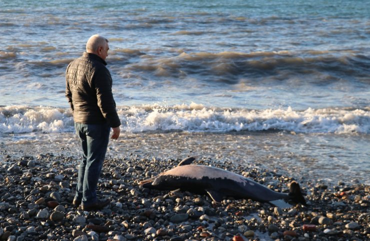 Zonguldak'ta 2 ölü yunus kıyıya vurdu