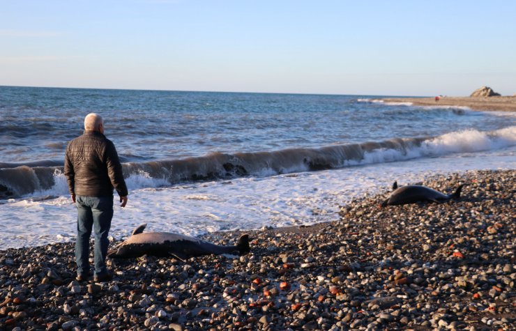 Zonguldak'ta 2 ölü yunus kıyıya vurdu