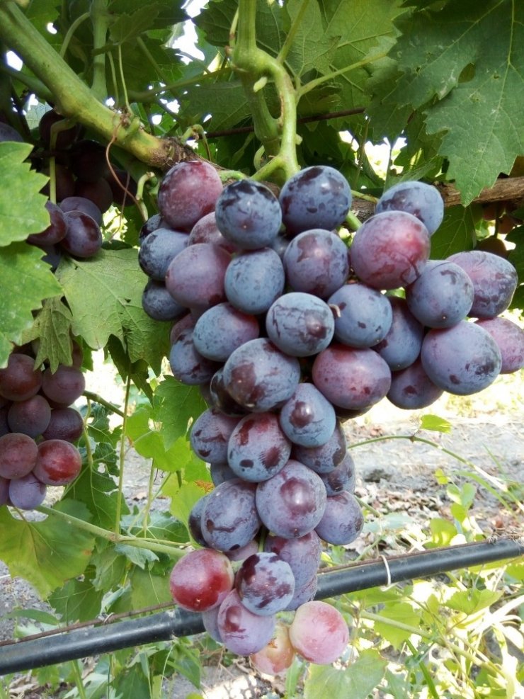 Manisa’da 1453 çeşit üzüm