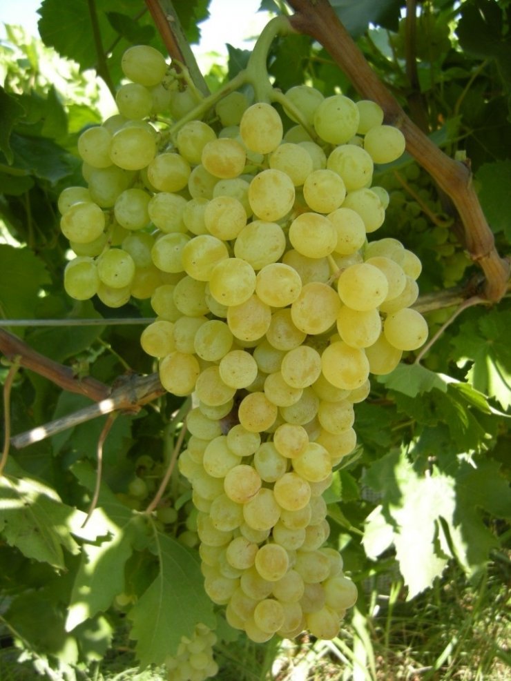 Manisa’da 1453 çeşit üzüm