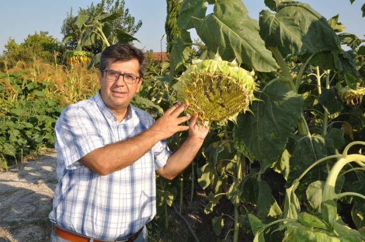 Ay çekirdeği üreticileri çıkan haberlerden dertli