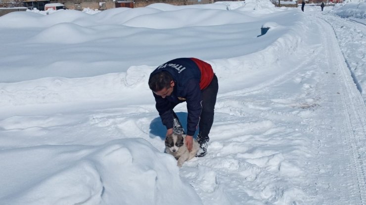 Yüksekova’da dereye düşen yavru köpek kurtarıldı