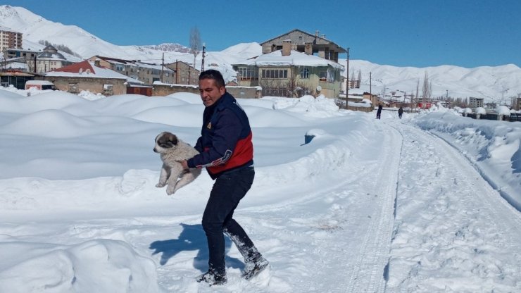 Yüksekova’da dereye düşen yavru köpek kurtarıldı