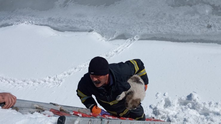 Yüksekova’da dereye düşen yavru köpek kurtarıldı