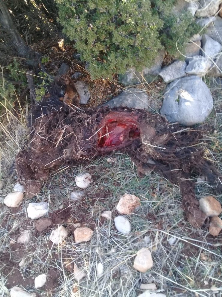Isparta’da kurtlar keçilere saldırdı