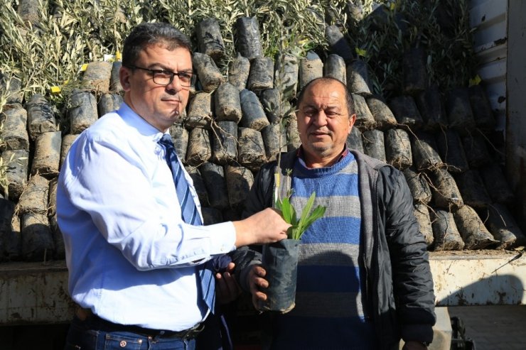 84 çiftçiye 3 bin 300 memecik zeytini fidanı dağıtıldı