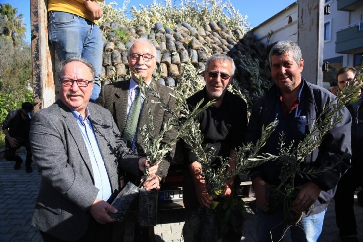 84 çiftçiye 3 bin 300 memecik zeytini fidanı dağıtıldı