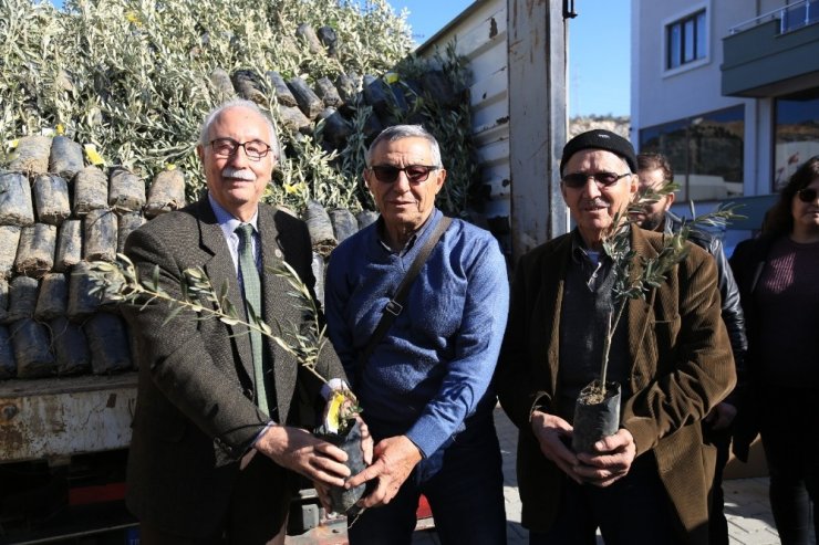 84 çiftçiye 3 bin 300 memecik zeytini fidanı dağıtıldı