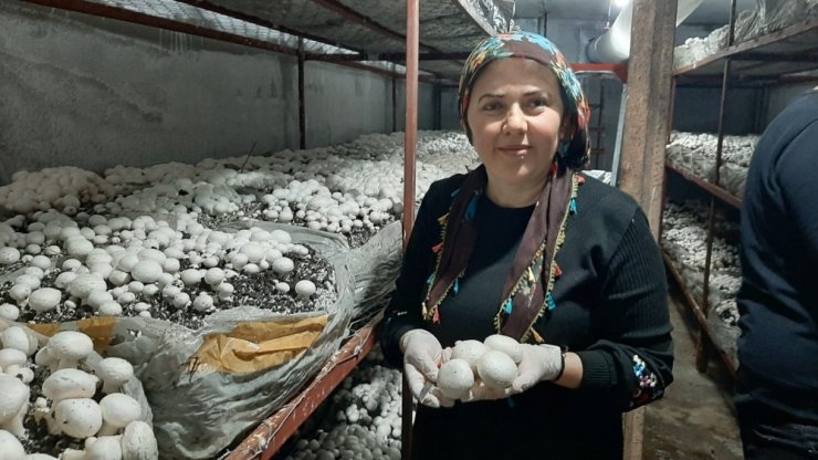 30 metrekare yerde yetiştirdikleri mantar ailenin geçim kaynağı oldu