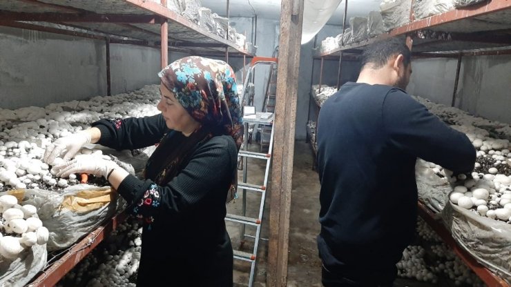 30 metrekare yerde yetiştirdikleri mantar ailenin geçim kaynağı oldu