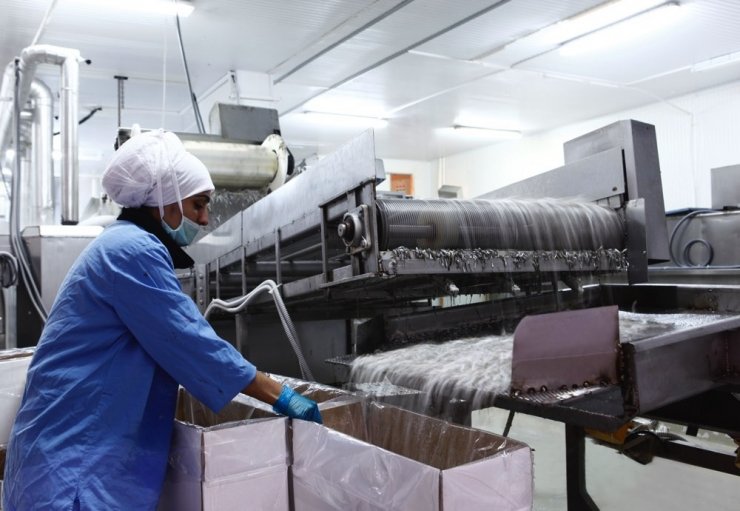 Balık varlığında şok düşüş