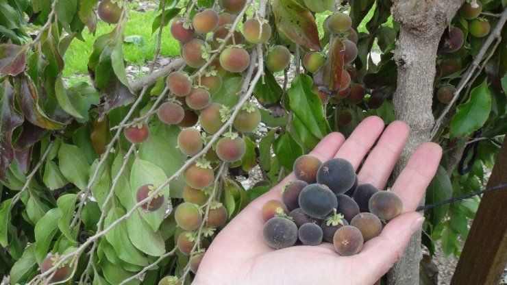 Türkiye’de ilk kez üretildi