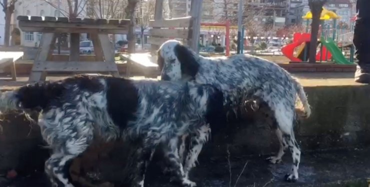 Kayalıklara sıkışan köpek kurtarıldı