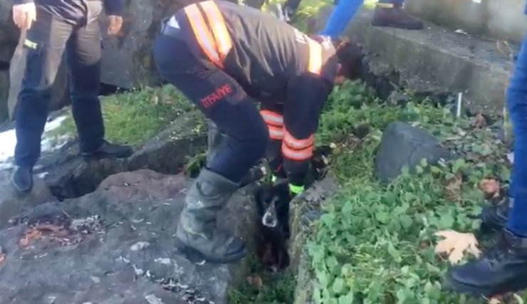 Kayalıklara sıkışan köpek kurtarıldı