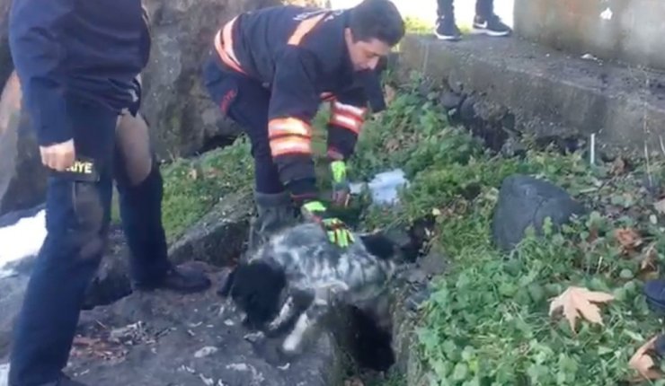 Kayalıklara sıkışan köpek kurtarıldı