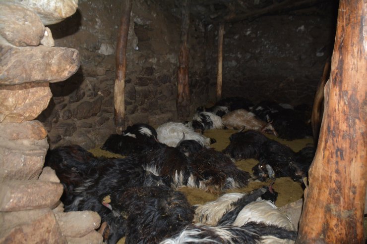 Bitlis'te ahırda unutulan mum nedeniyle çıkan yangında 70 hayvan telef oldu