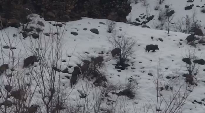 Aç kalan yabani domuzlar yerleşim alanına indi