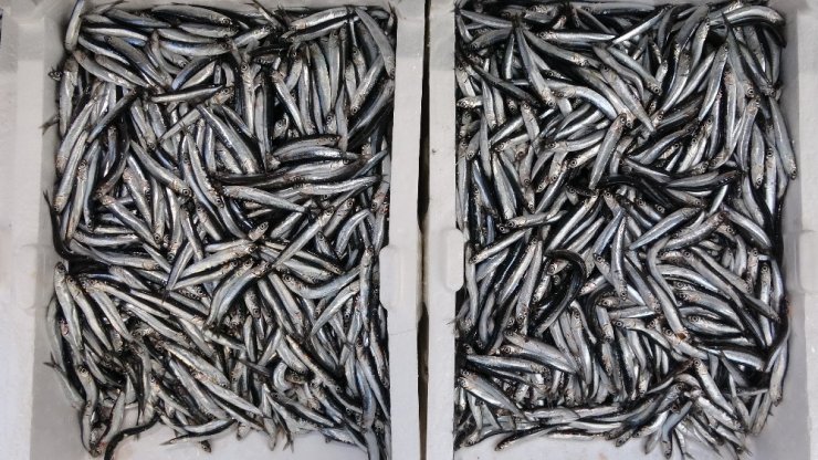 Balık cenneti Karadeniz’de en fazla bu balıklar talep görüyor