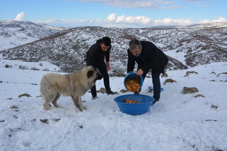 Saraykent Belediyesi yabani hayvanlar için doğaya yem bıraktı