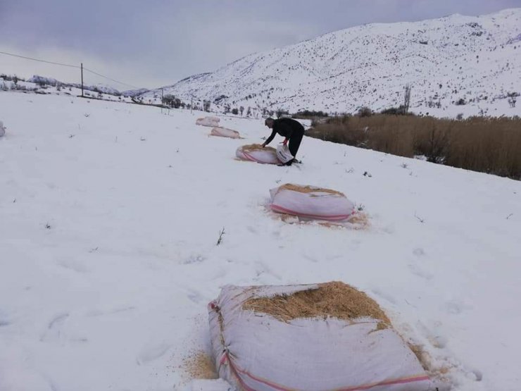 Şırnak'ta, sokak hayvanlarını besleyenlere Şenoba Belediyesinden destek
