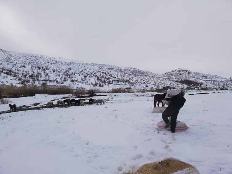 Şırnak'ta, sokak hayvanlarını besleyenlere Şenoba Belediyesinden destek