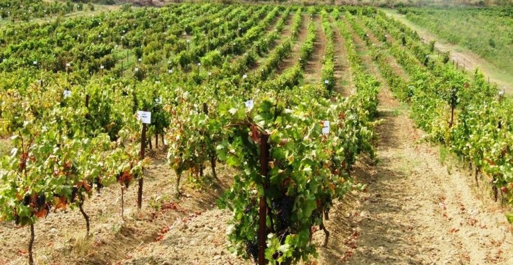 Tekirdağ’da 55 yıllık milli hazinede bin 439 yerli üzüm çeşidi koruma altın alındı