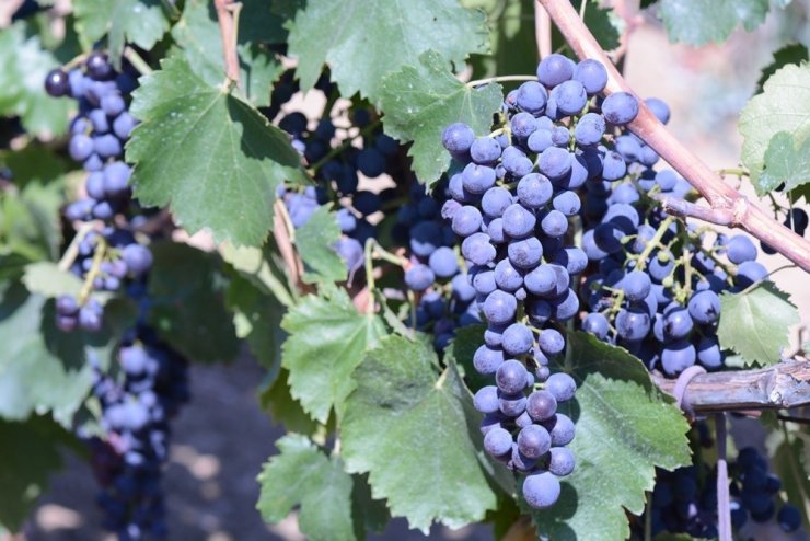 Tekirdağ’da 55 yıllık milli hazinede bin 439 yerli üzüm çeşidi koruma altın alındı