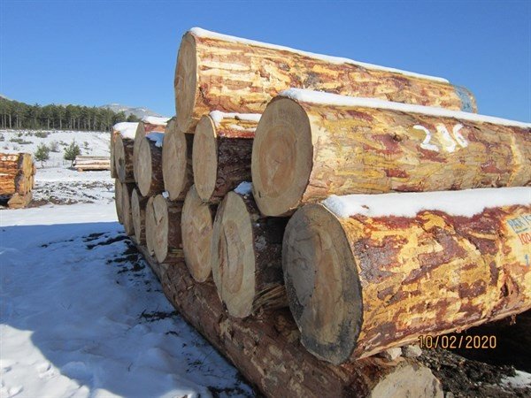 Kütahya’da 2 milyon 96 bin TL orman emvali satışı